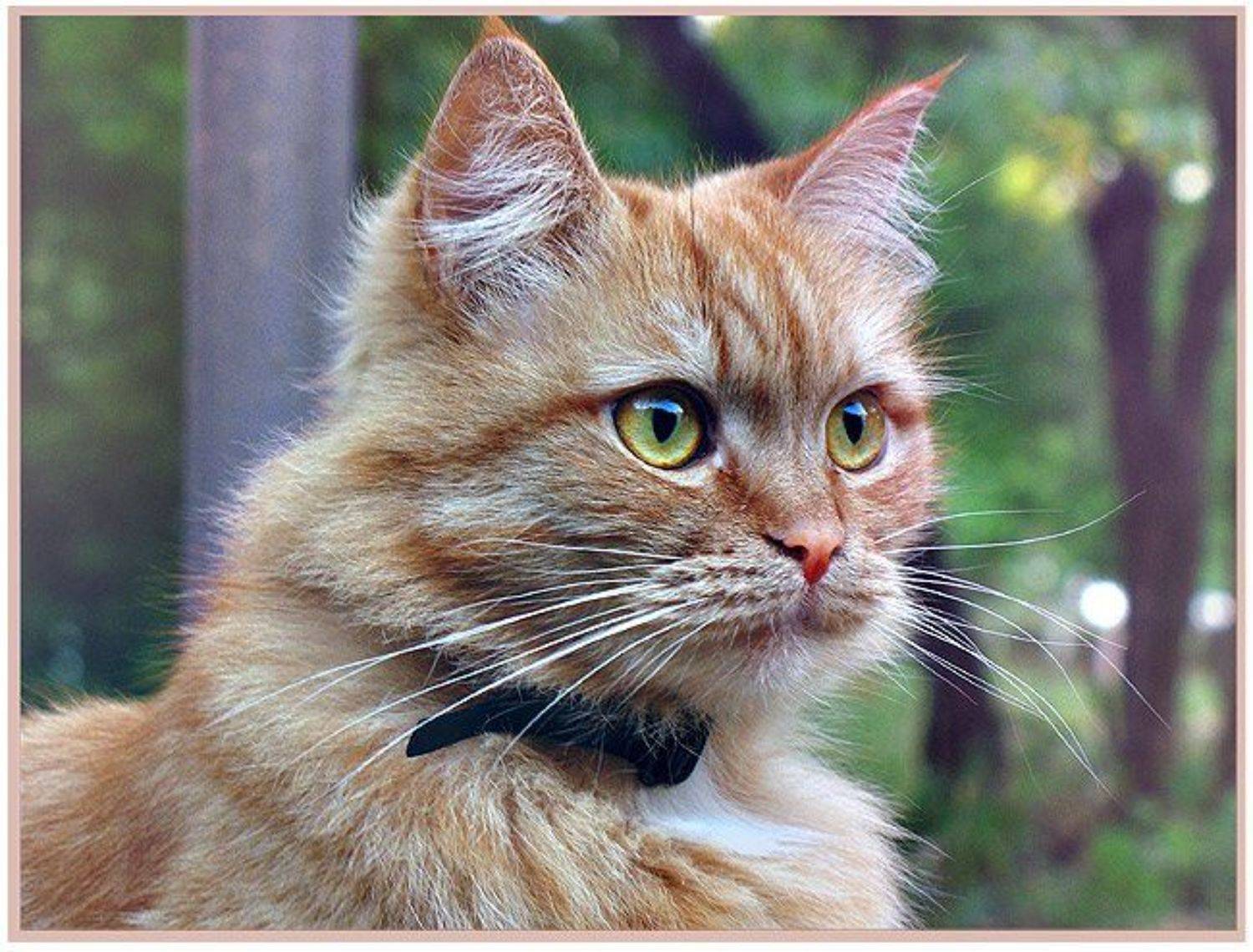 кот, рыжий, VEB