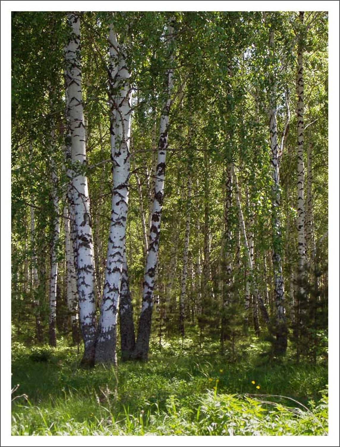 лес, березы, солнце, лето, роща, И.И.