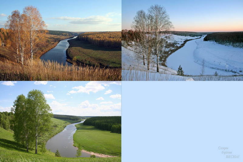 березы ВСЕ познается в сравнении фото превью