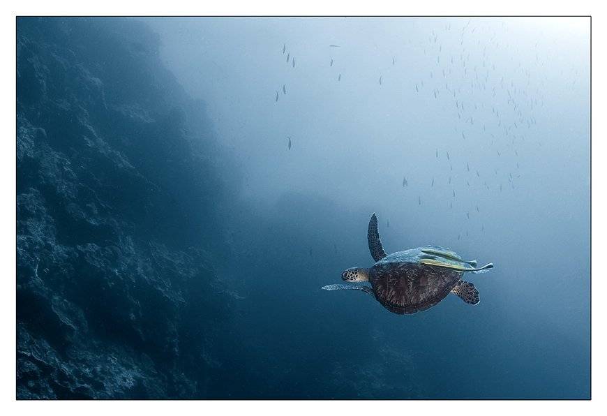 филиппины, бохол, панглао, баликасаг, черепаха, Torchuck