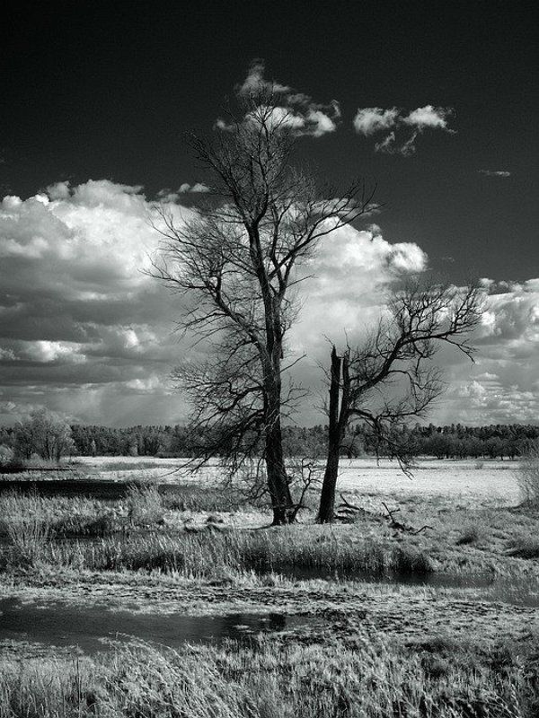 ик, пейзаж, апрель, апрельское, инфракрасное... фото превью