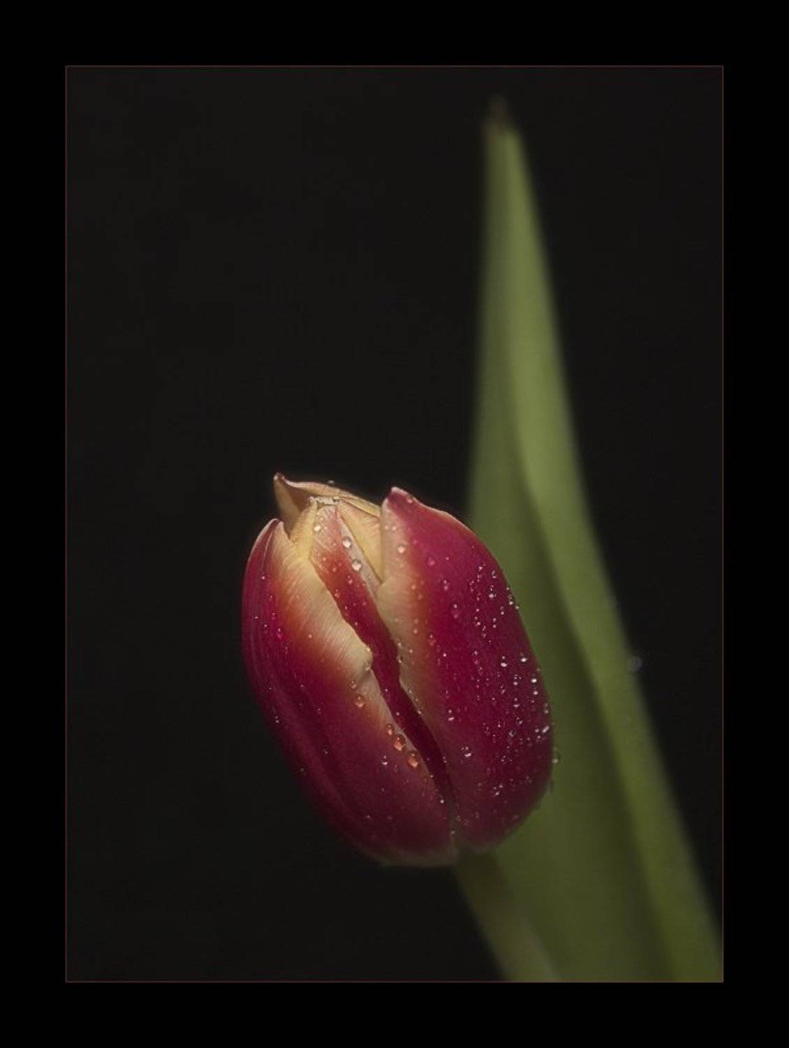 , Павел М. Цветков