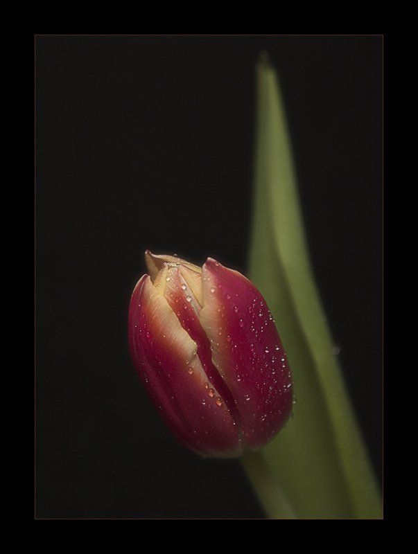 Цветочная серия (5) фото превью