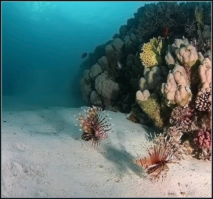 море крылатки кораллы, makedonskaja