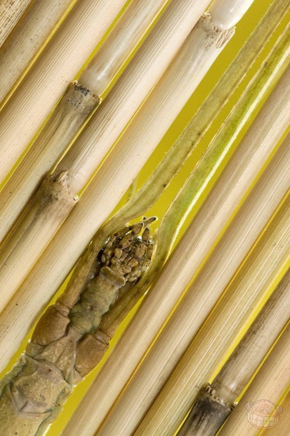 палочник, макро, Amazon-san