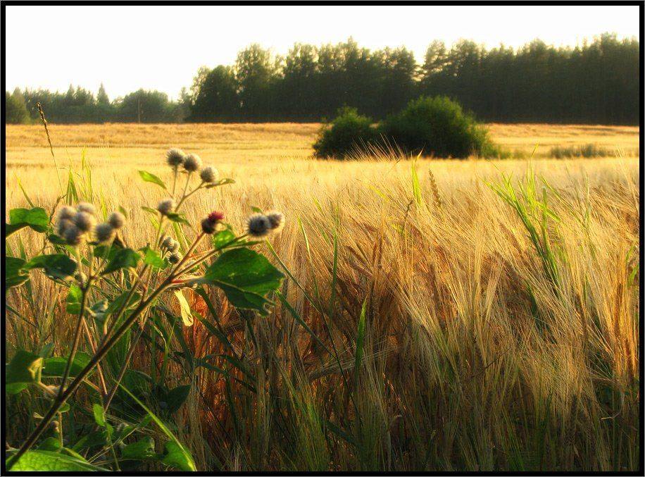 , Лунный Ежик