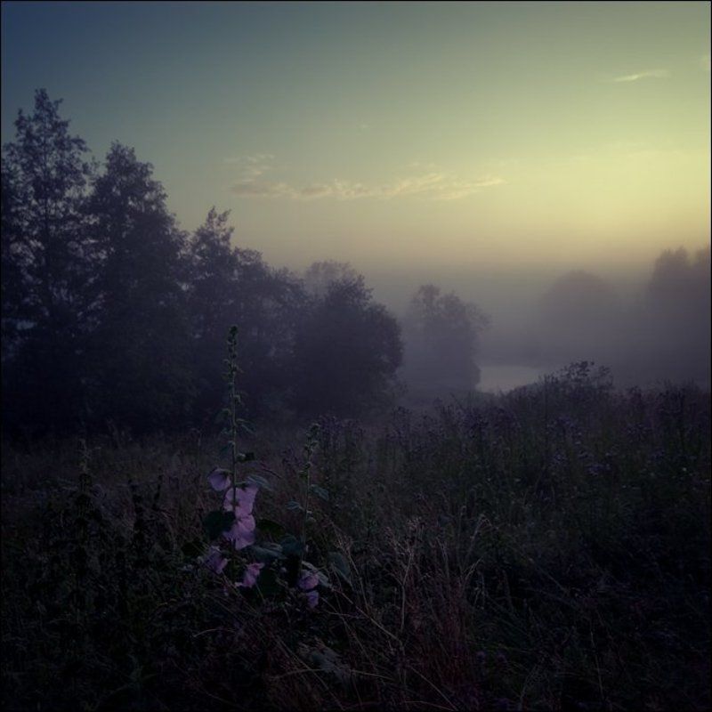 Летняя рассветная квадратная цветная картинка с фиолетовыми цветами над речкой в Кузнецово фото превью