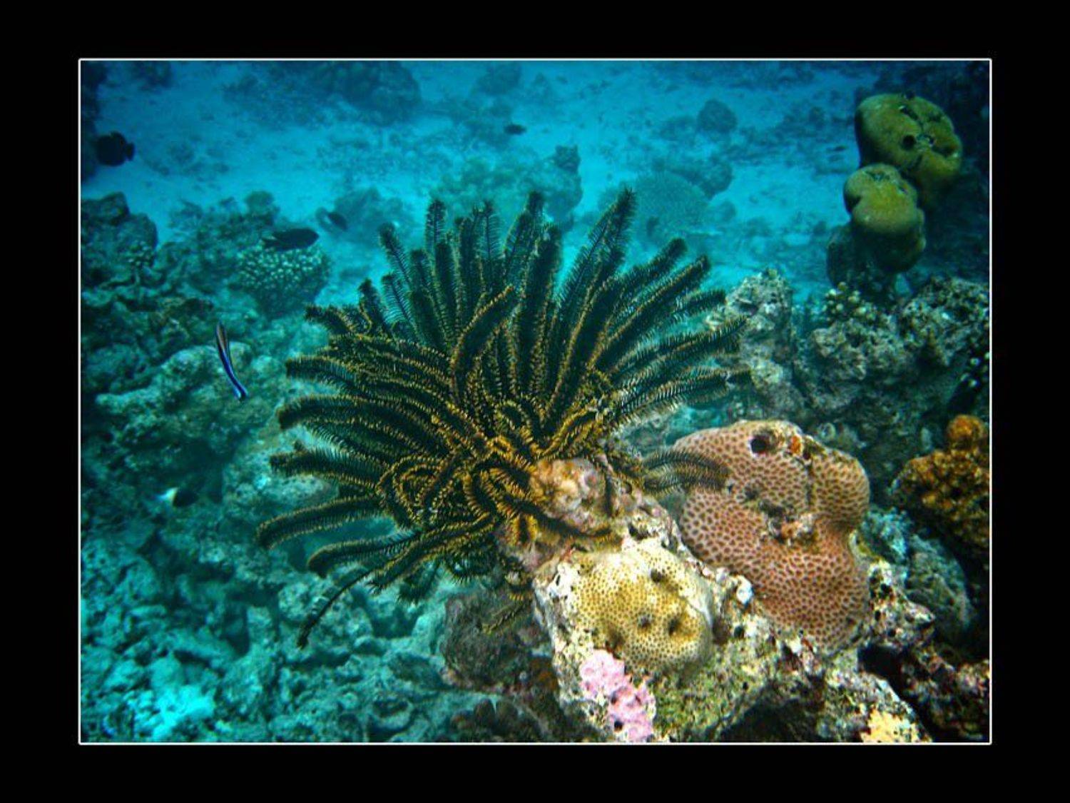 , Сергей Милицкий