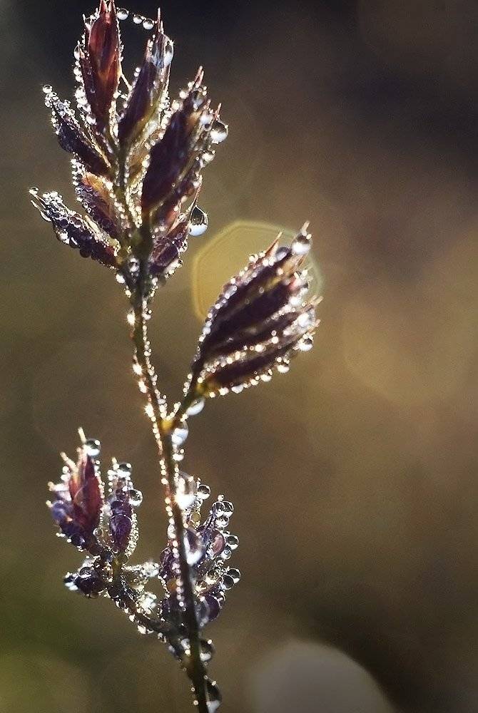 , Владислав.