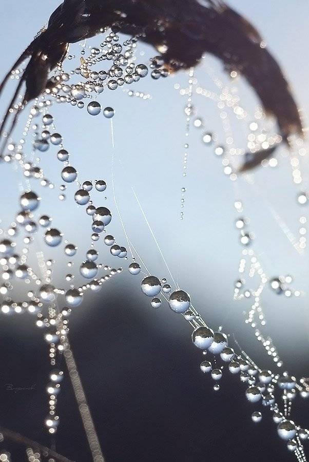 , Владислав.