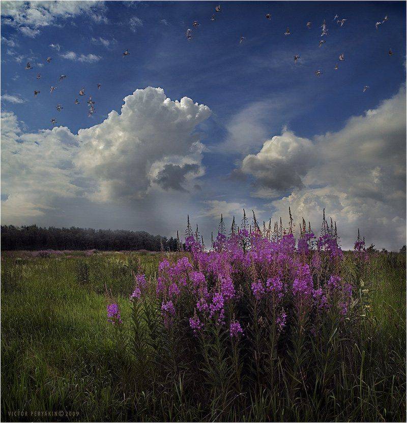 иван-чай, пейзаж, травы, облака, луг, август, Виктор Перякин