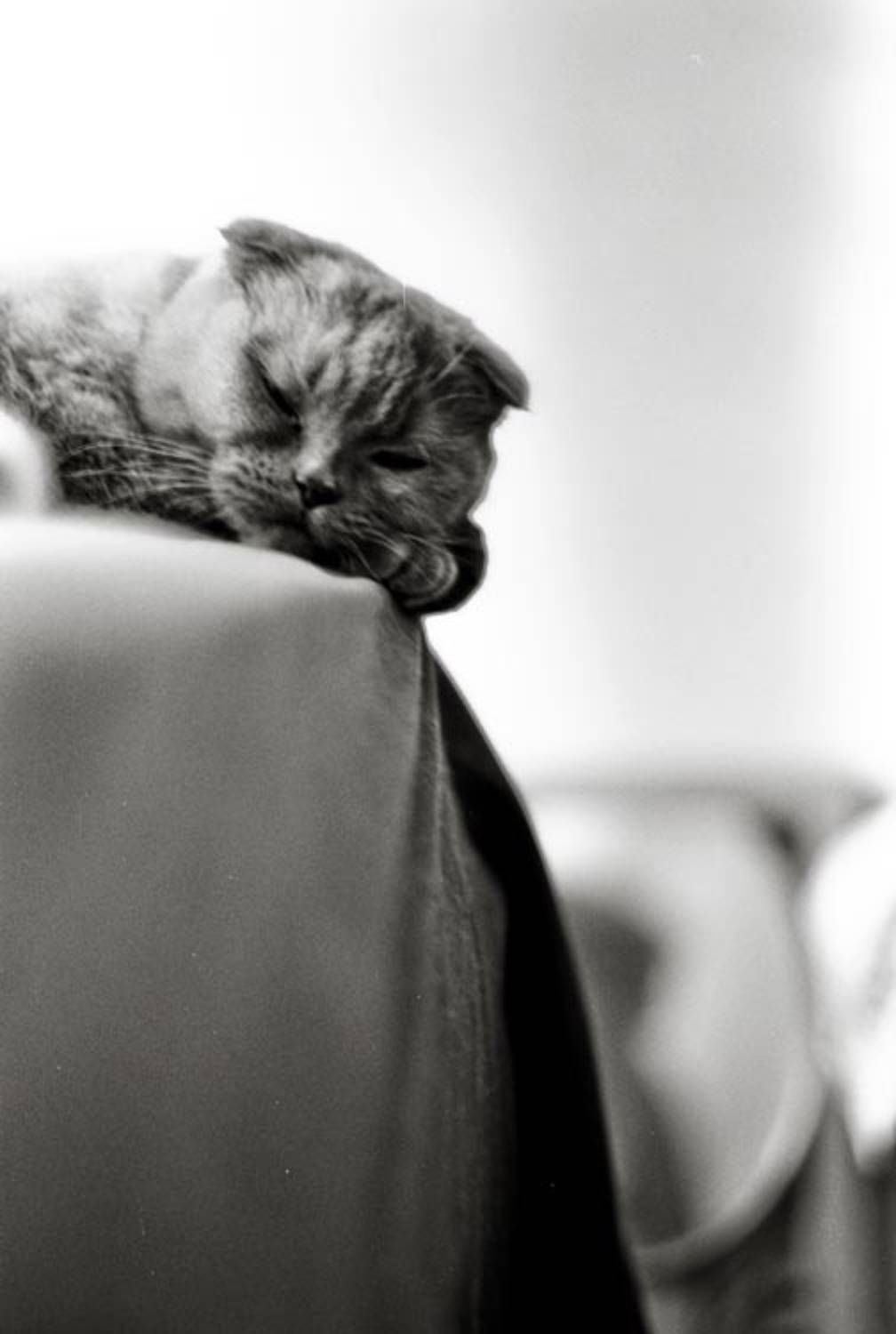 кошка, kodak, Rada*