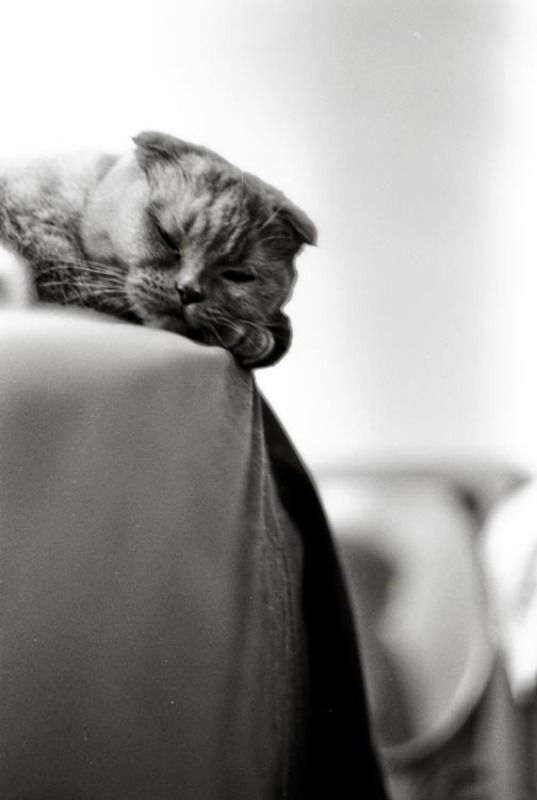 кошка, kodak Сиеста фото превью