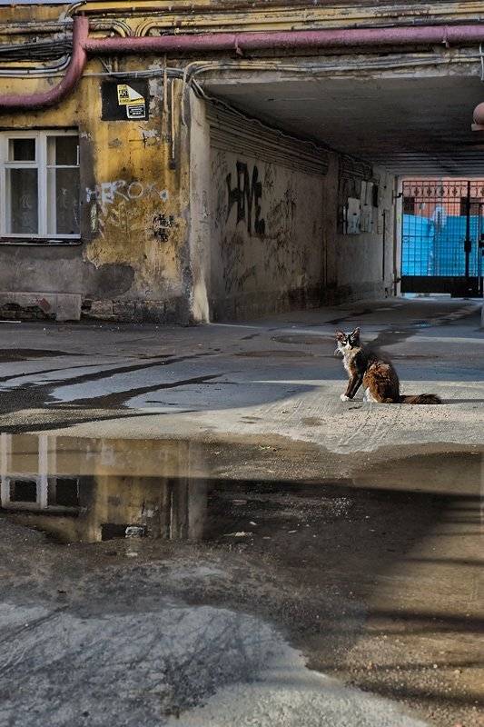 кошка,двор,лужа, Ольга Новикова