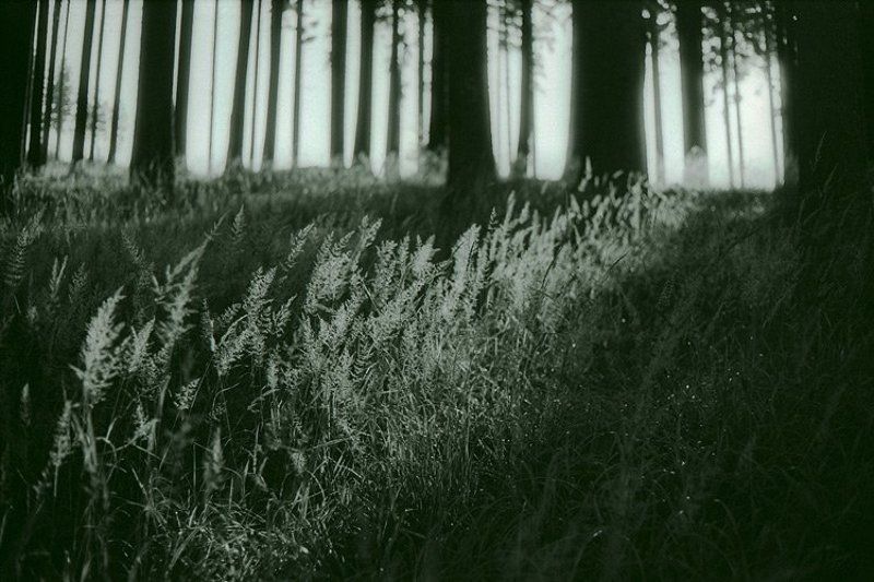 2009, forest, morning, shadow, tree, дерево, лес, пленка, рассвет, стволы, стебли, тень, трава, утро, чб восход фото превью