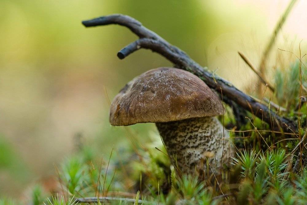 макро, подберезовик, под веткой, Юлия