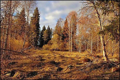 Рыжая весна