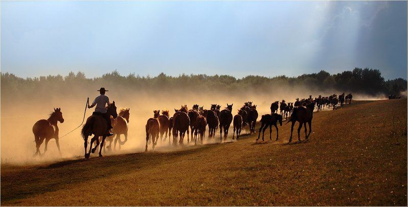 Песня табунщика фото превью