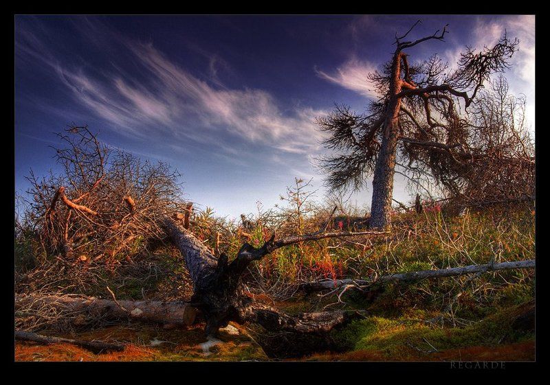 champ de bataille фото превью