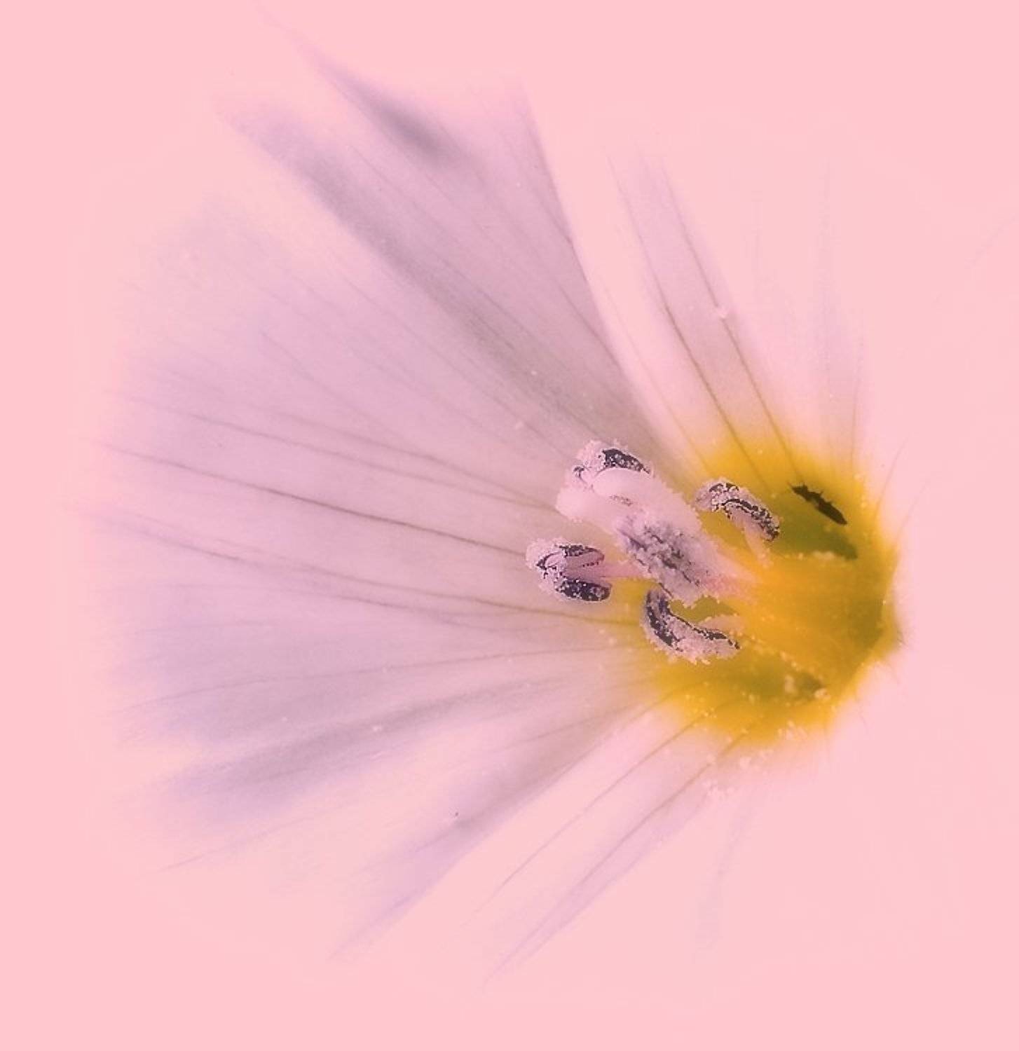 , Дмитрий Недочитанный