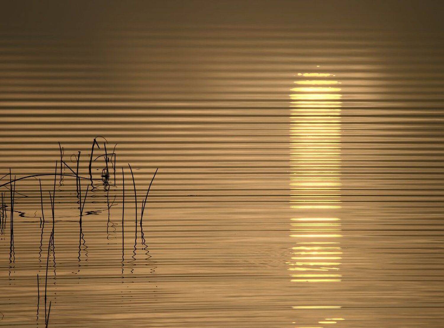 , Максим Евдокимов