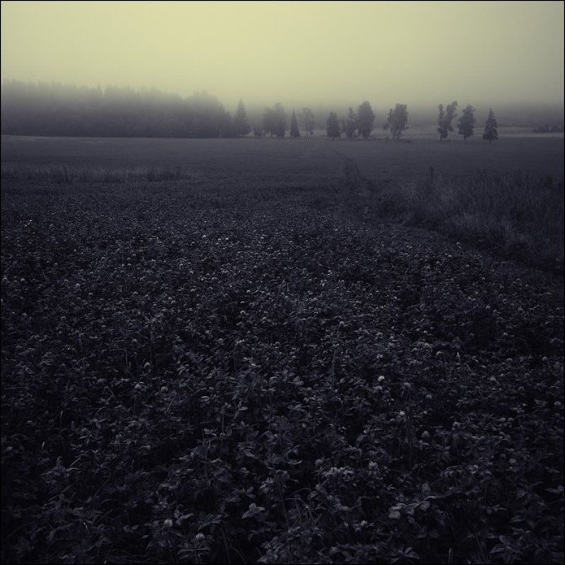 Желтоватая чб квадратная картинка с деревьями за клевером утром в Алексеевском фото превью