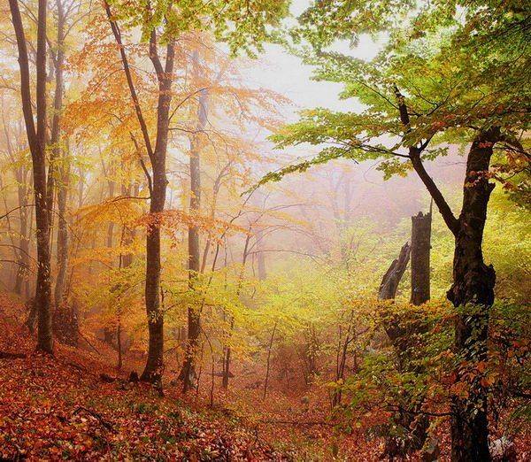крым,осень,лес,туман, Андрей  Золочевский