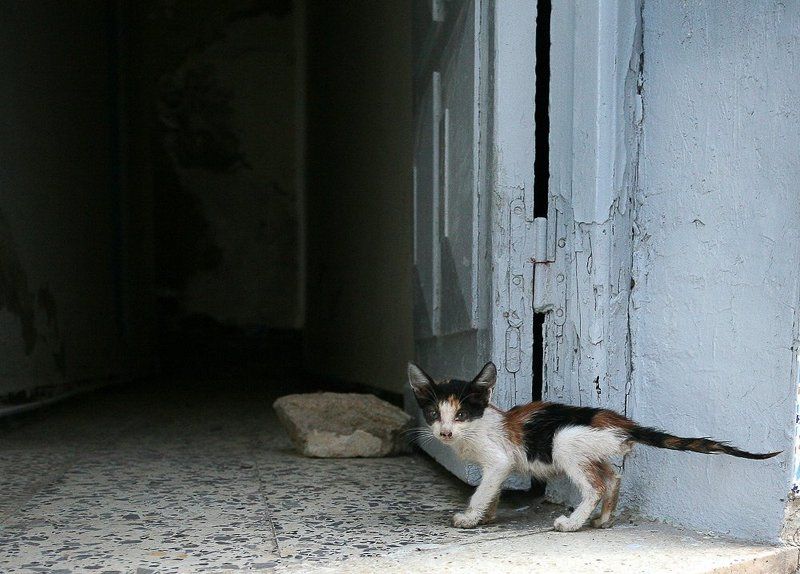 кошачья жизнь 2 фото превью