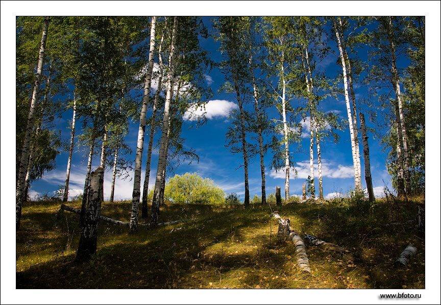 , Алексей Строганов