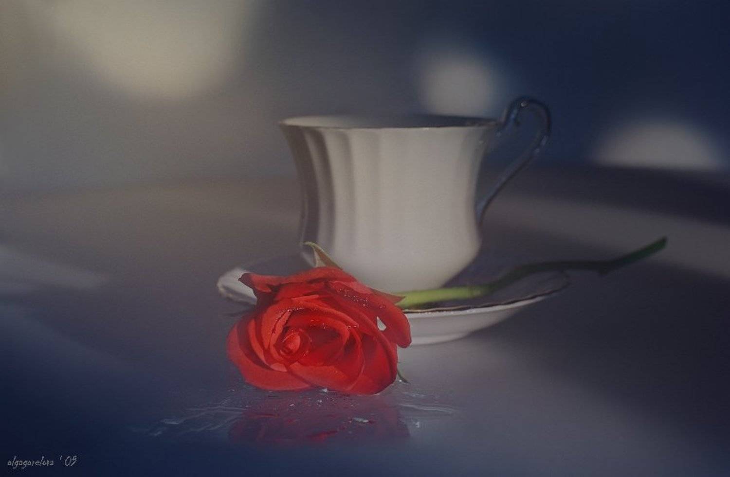 фото, розы, красная, натюрморт, Ольга Горелова