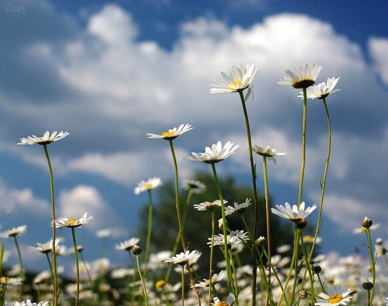 Тянущиеся к солнцу... фото превью