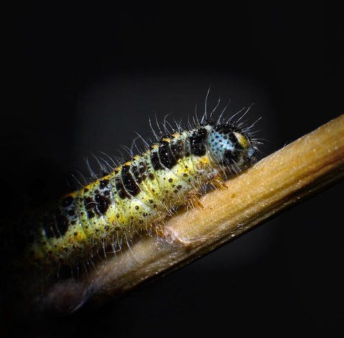 голубоглазая блондинка