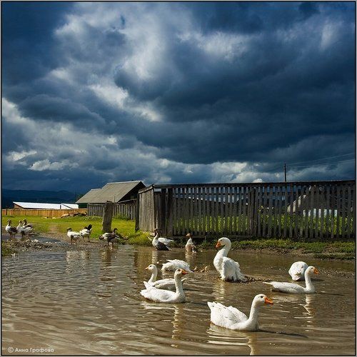 Очевидно ... к дождю )