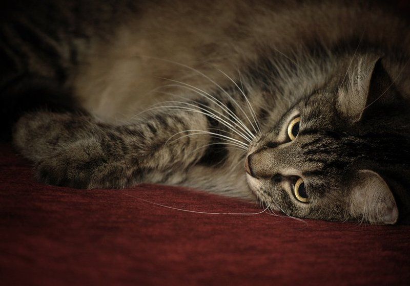 кот *** фото превью