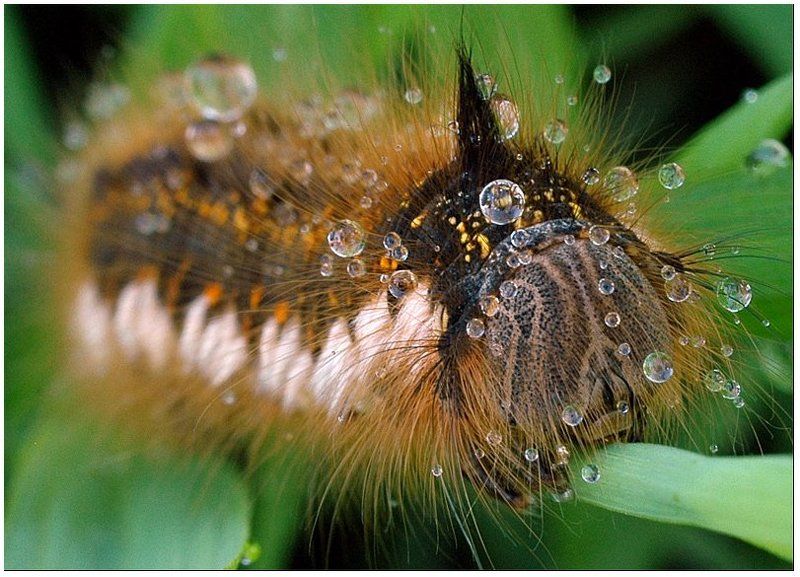 макро Макромир фото превью
