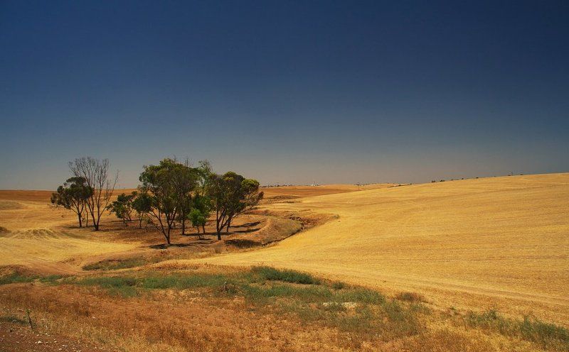 Оазис фото превью