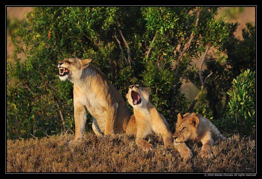 лев, африка,кения,масай мара, Николай Зиновьев