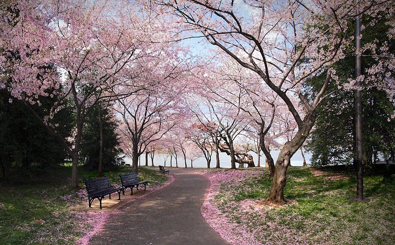 Вишнёвый вальс фото превью