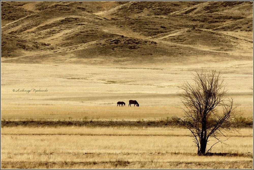казахстан, мелкосопочник,жара, лошадь, ковыль, отар, Aleksandre