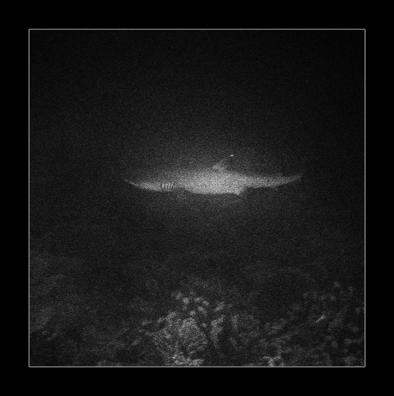 Акула фото превью