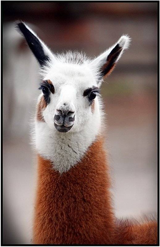 , Васенин Валерий