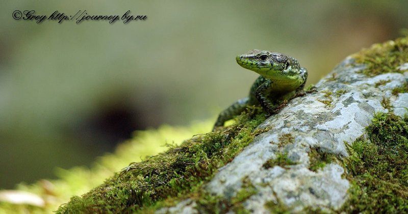 Медной Горы Хозяйка фото превью