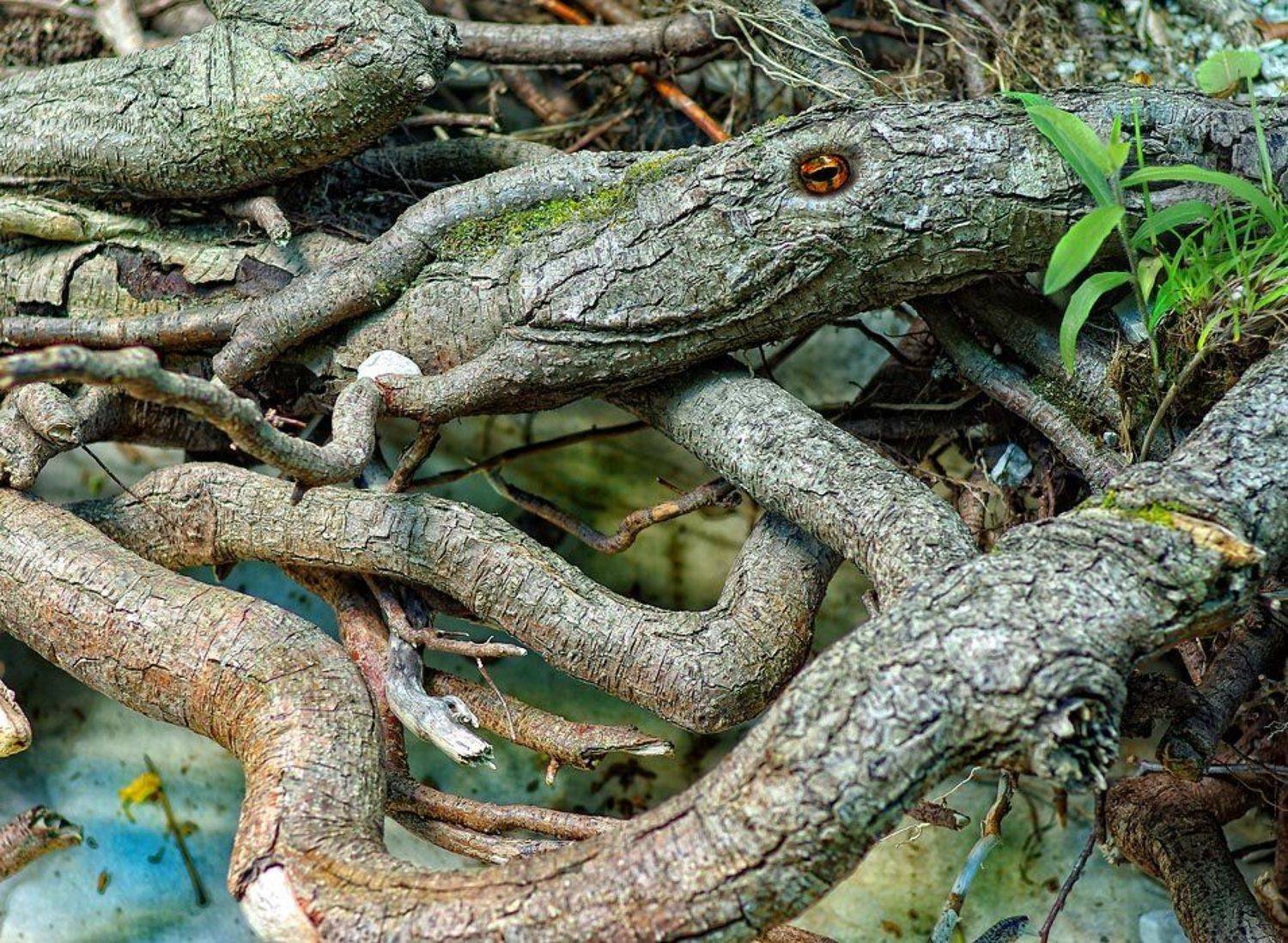 корни,ручей,глаз, Сергей Павлов