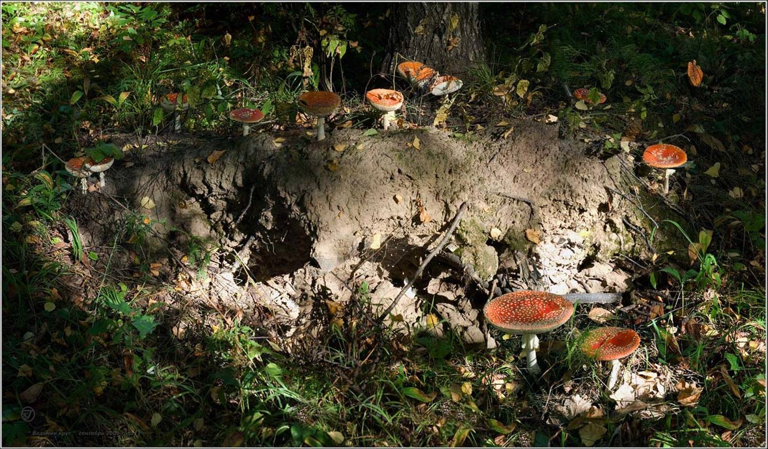 , Герман Корнилов