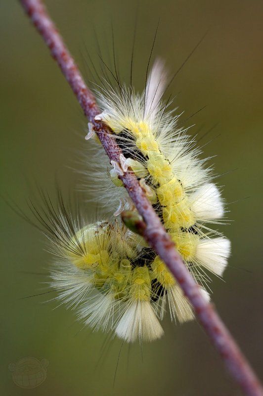 макро, гусеница, утро, физкультура, олимпиада, 1980 Тяжёлые будни физкультурника фото превью