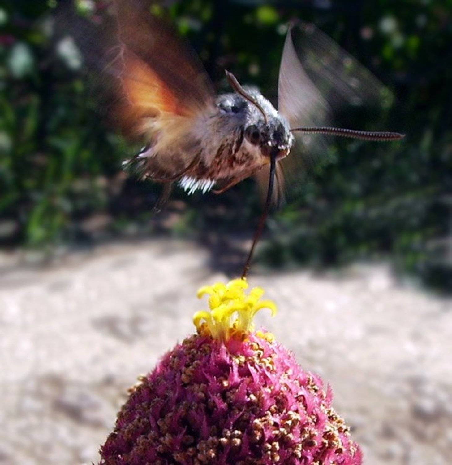 бражник, Angel-b