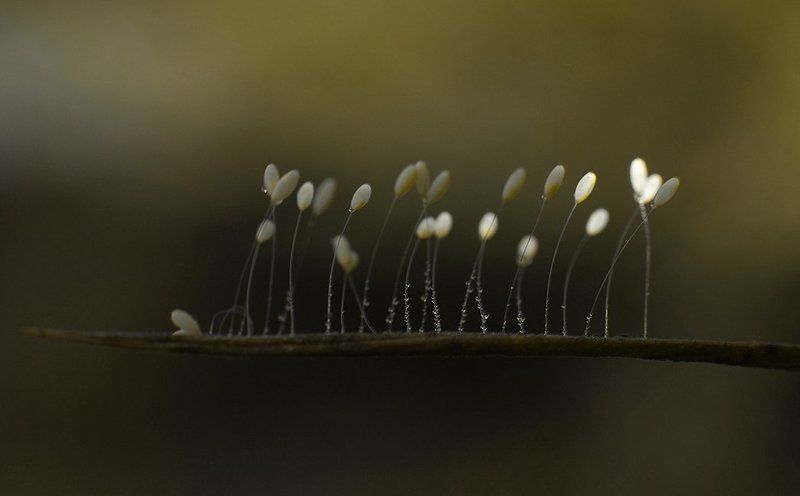 макро,природа,неизвестное на травинке шарики к празднику:) фото превью