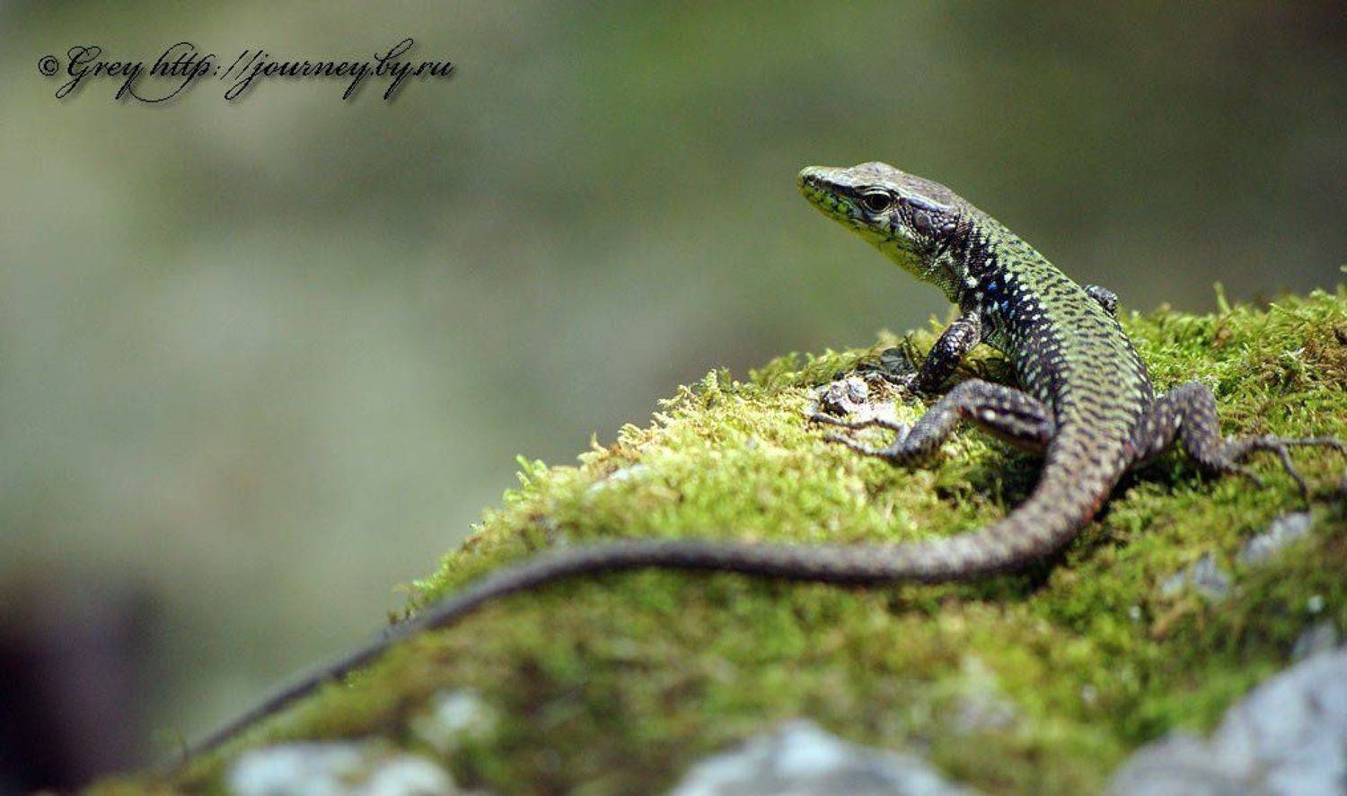 ящерица,макро, Сергей Павлов