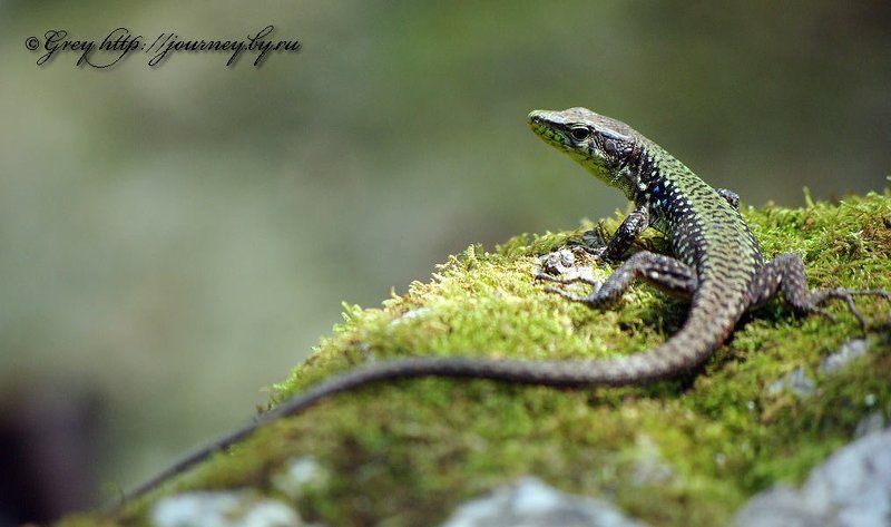 Медной Горы Хозяйка-2 фото превью