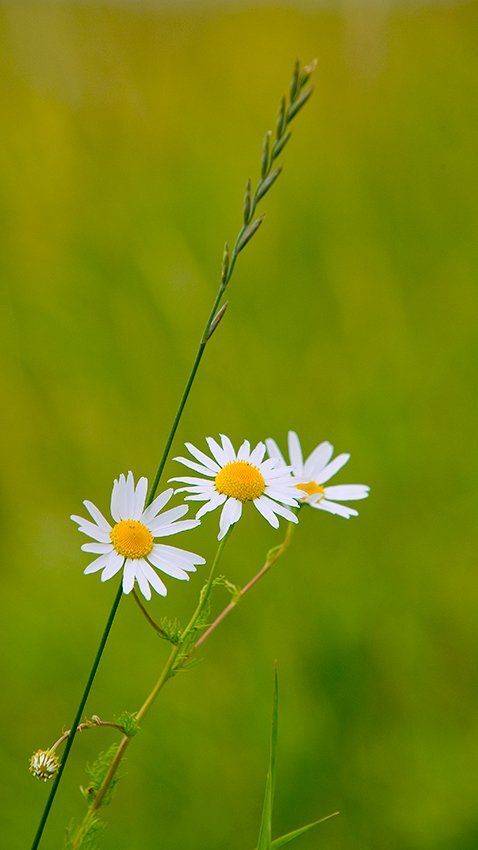 лето, ромашки, колос, трава, Андрей Алексеев